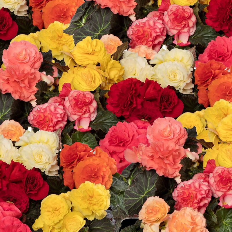 Begonia Limitless Mix Seed