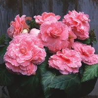 Begonia Marquee Picotee Lace Pink F1 Seed