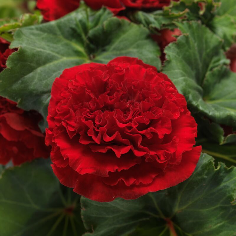 Begonia Marquee Ruffle Red F1 Seed