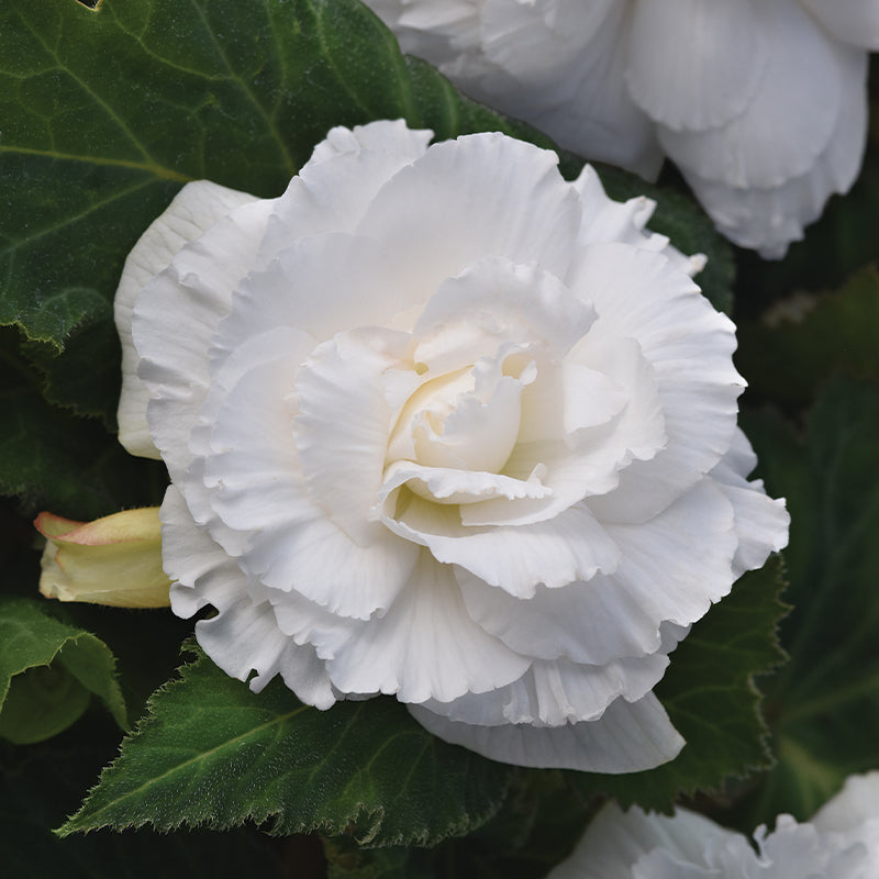 Begonia Marquee Ruffle White F1 Seed