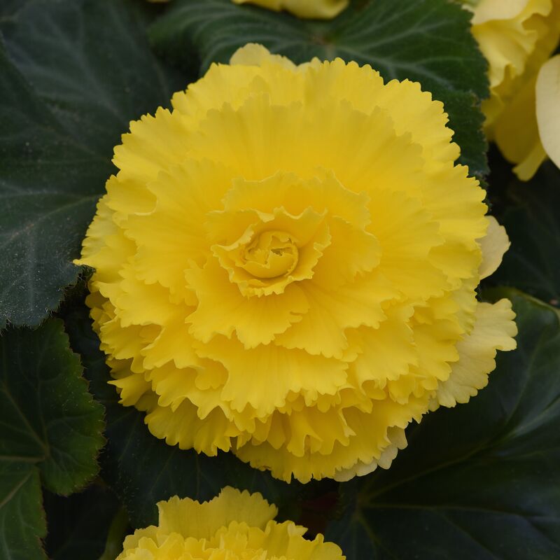 Begonia Marquee Ruffle Yellow F1 Seed