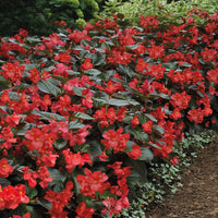 Begonia Whopper Red with Bronze Leaf F1 Seed