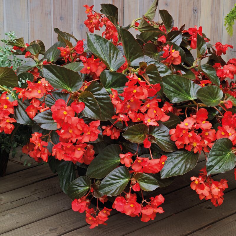 Begonia Whopper Red with Bronze Leaf F1 Seed