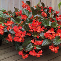 Begonia Whopper Red with Bronze Leaf F1 Seed