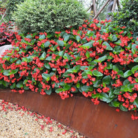 Begonia Whopper Red with Green Leaf F1 Seed