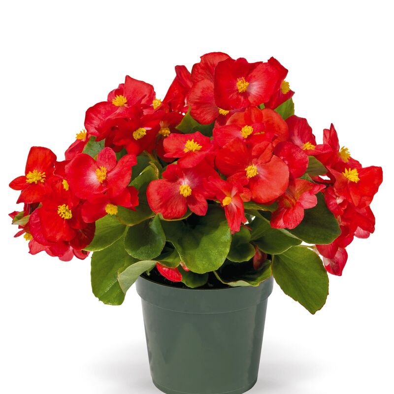Begonia Whopper Red with Green Leaf F1 Seed