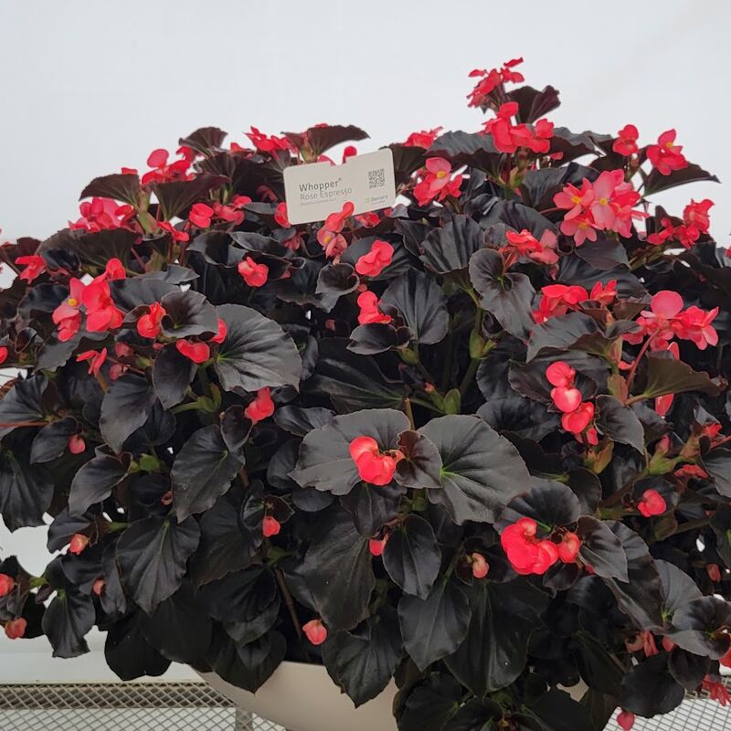 Begonia Whopper Rose Espresso F1 Seed