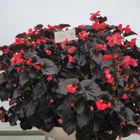 Begonia Whopper Rose Espresso F1 Seed