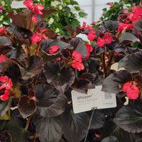 Begonia Whopper Rose Espresso F1 Seed