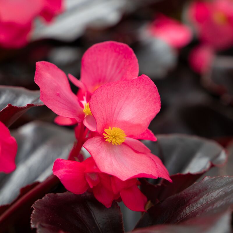 Begonia Whopper Rose Espresso F1 Seed