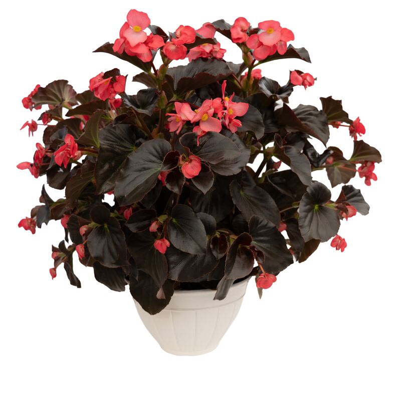 Begonia Whopper Rose Espresso F1 Seed