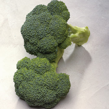 Broccoli Diplomat F1 Seed