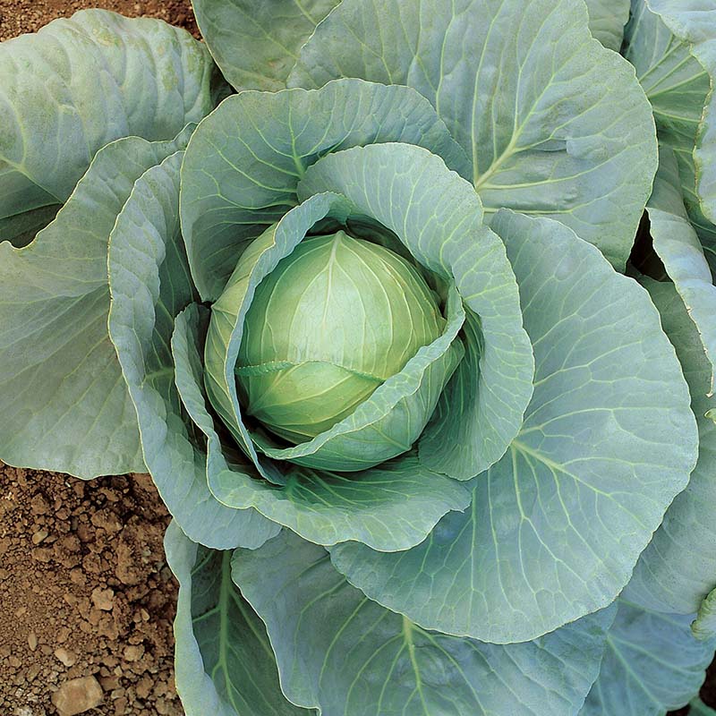 Cabbage Pennant F1 Raw Untreated - 100,000 seeds