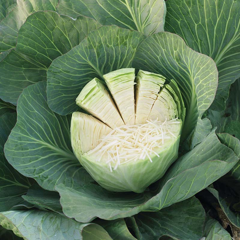 Cabbage Zenon F1 Raw Untreated - 5,000 seeds