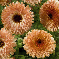 Calendula Touch of Red Buff Seed