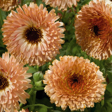 Calendula Touch of Red Buff Seed