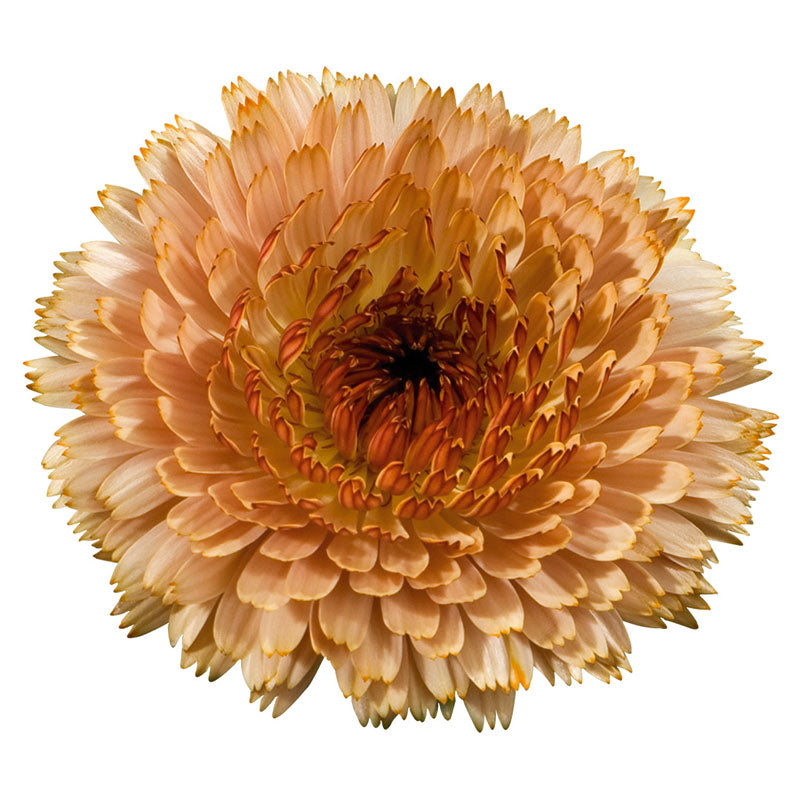 Calendula Touch of Red Buff Seed – Harris Seeds