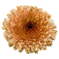 Calendula Touch of Red Buff Seed