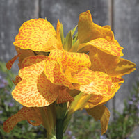 Canna Cannova Gold Leopard F1 Seed