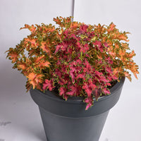 Coleus Colocha Mix Seed