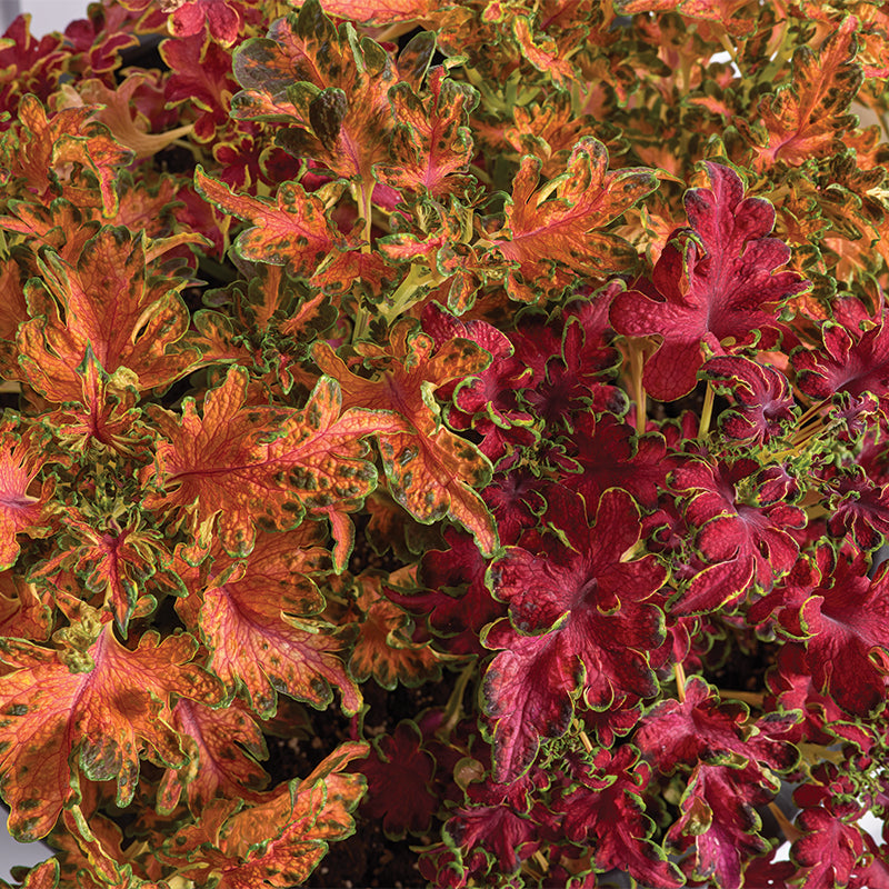 Coleus Colocha Mix Seed