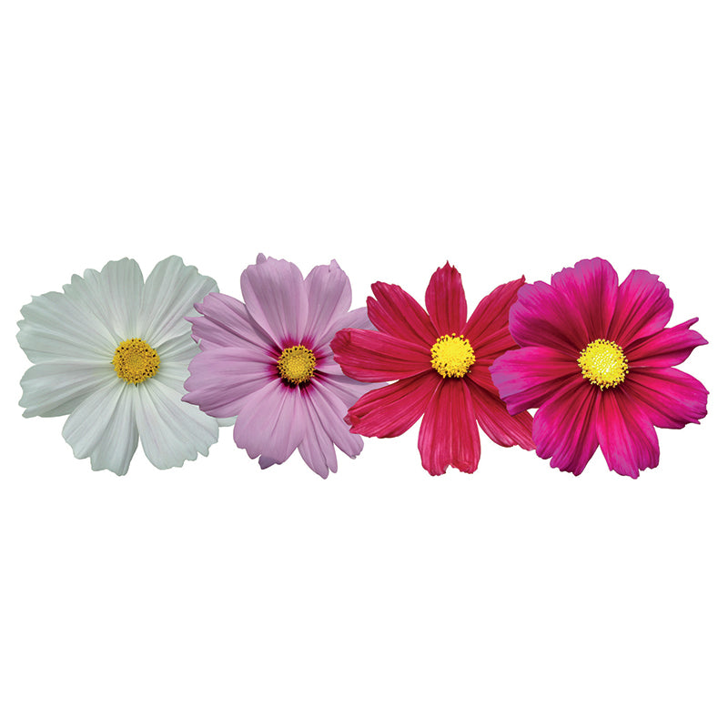 Cosmos Casanova Mix Seed