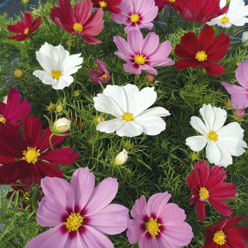 Cosmos Casanova Mix Seed
