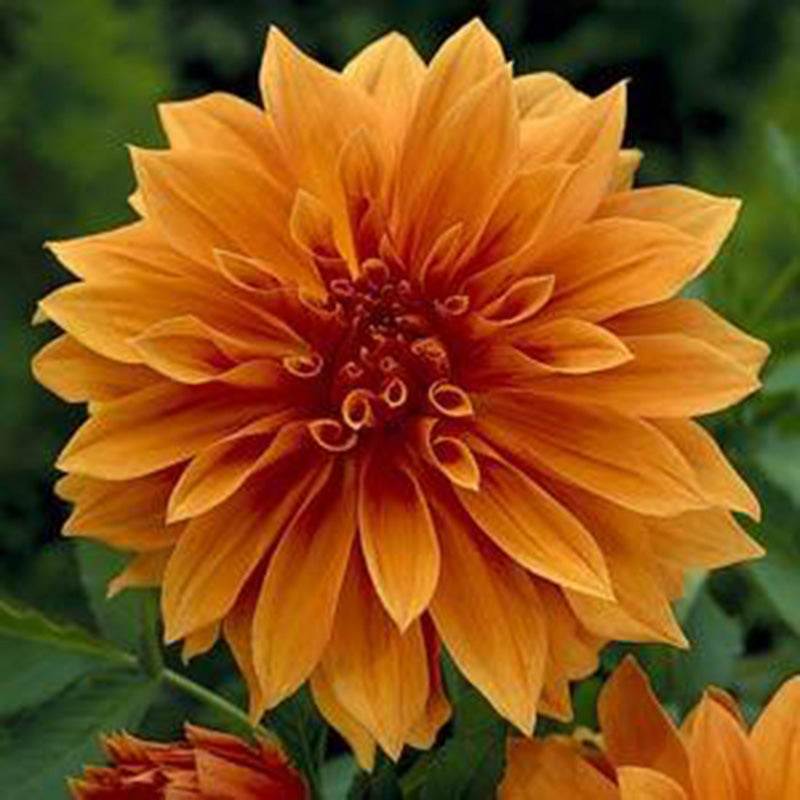 Dahlia Babylon Bronze Tubers