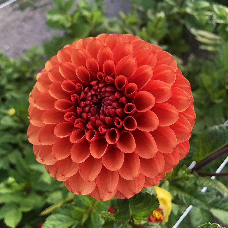 Dahlia Brown Sugar Tubers