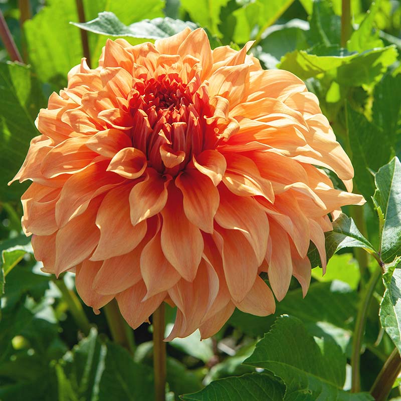 Dahlia Hercules Tubers