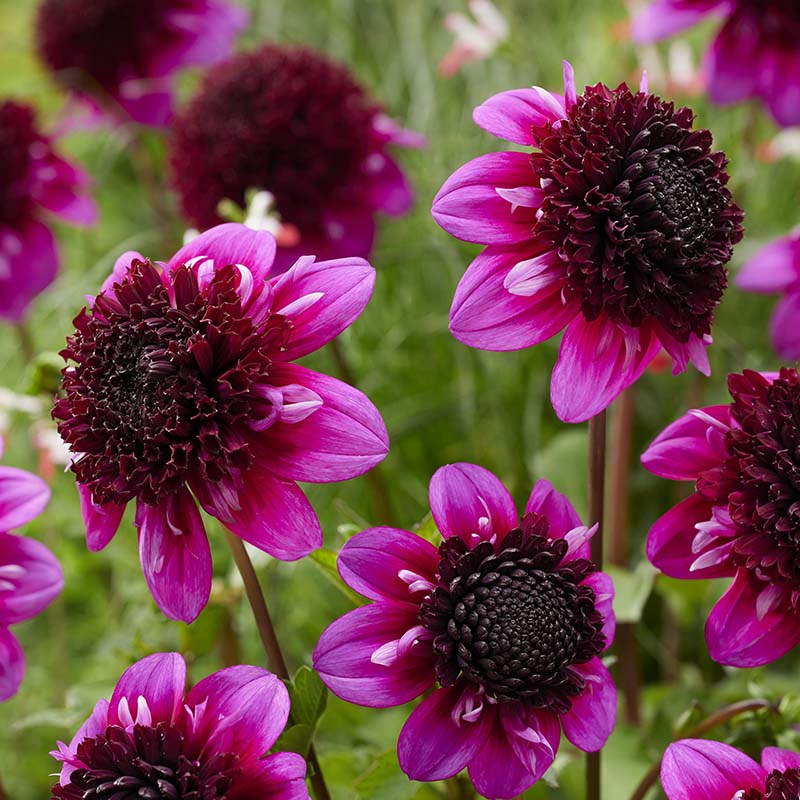 Dahlia Misses Amy Tubers