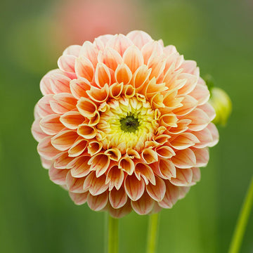 Dahlia Sweet Suzanne Tubers