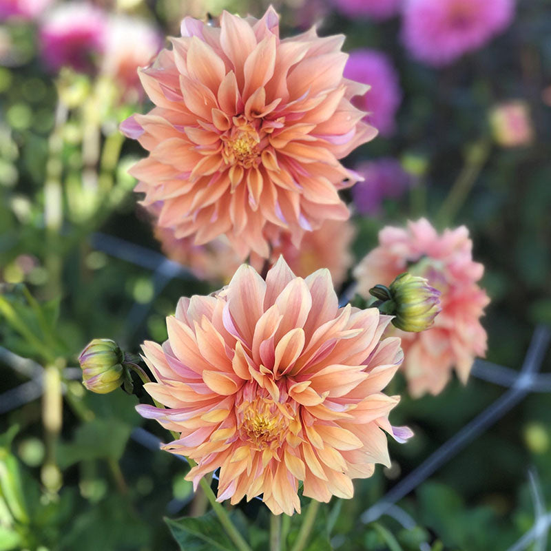 Dahlia Tyrell Tubers