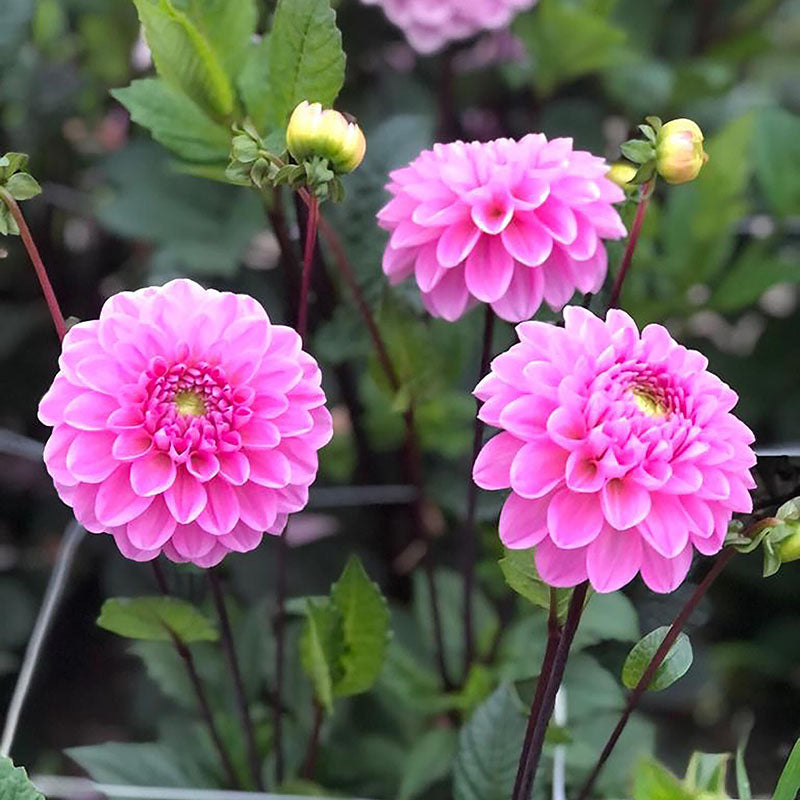 Dahlia Veerle Tubers