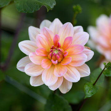 Dahlia Yvonne Tubers