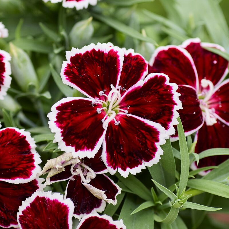 Dianthus Diana Crimson Bicolor F1 Seed