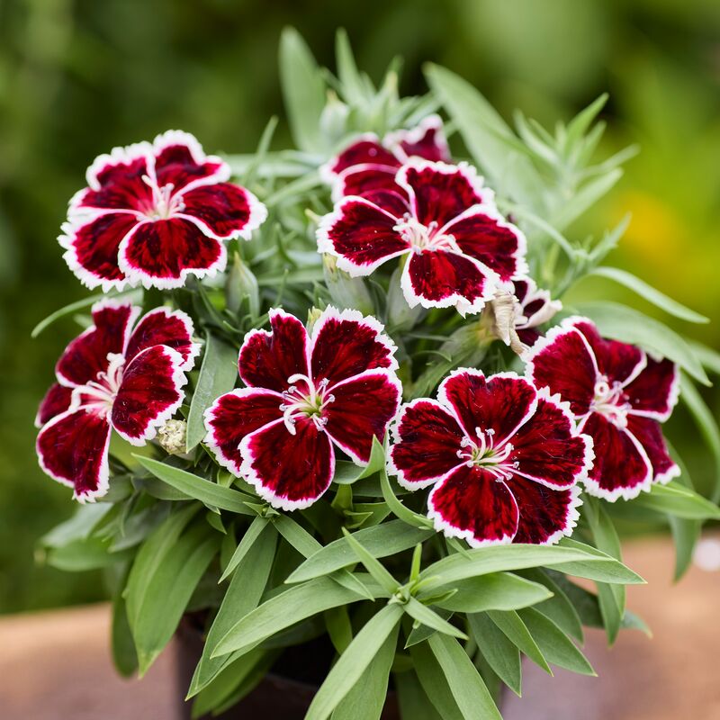 Dianthus Diana Crimson Bicolor F1 Seed
