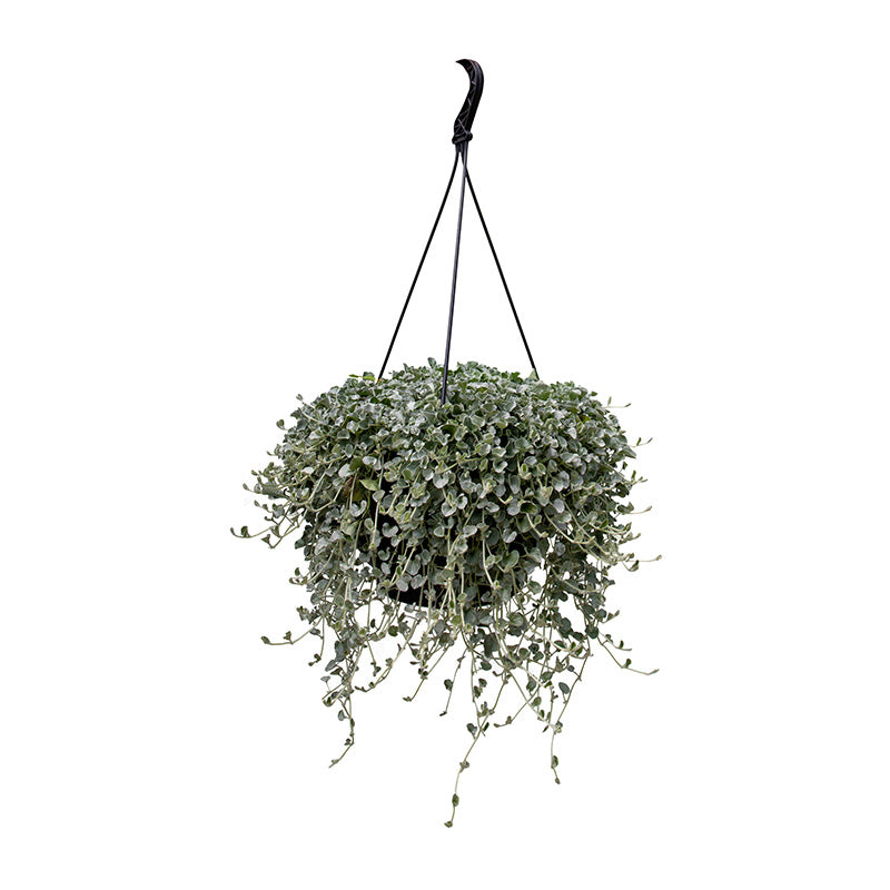 Dichondra Silver Surfer Seed