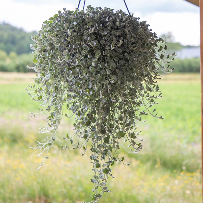 hanging silver plant Dichondra Silver Surfer Seed FILM COATED / 100 seeds / UNTREATED