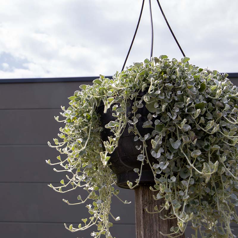silver hanging plant Dichondra Silver Surfer Seed FILM COATED / 100 seeds / UNTREATED