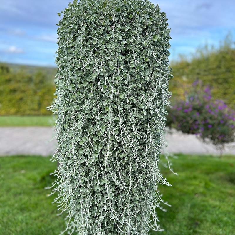 Dichondra Silver Surfer Seed