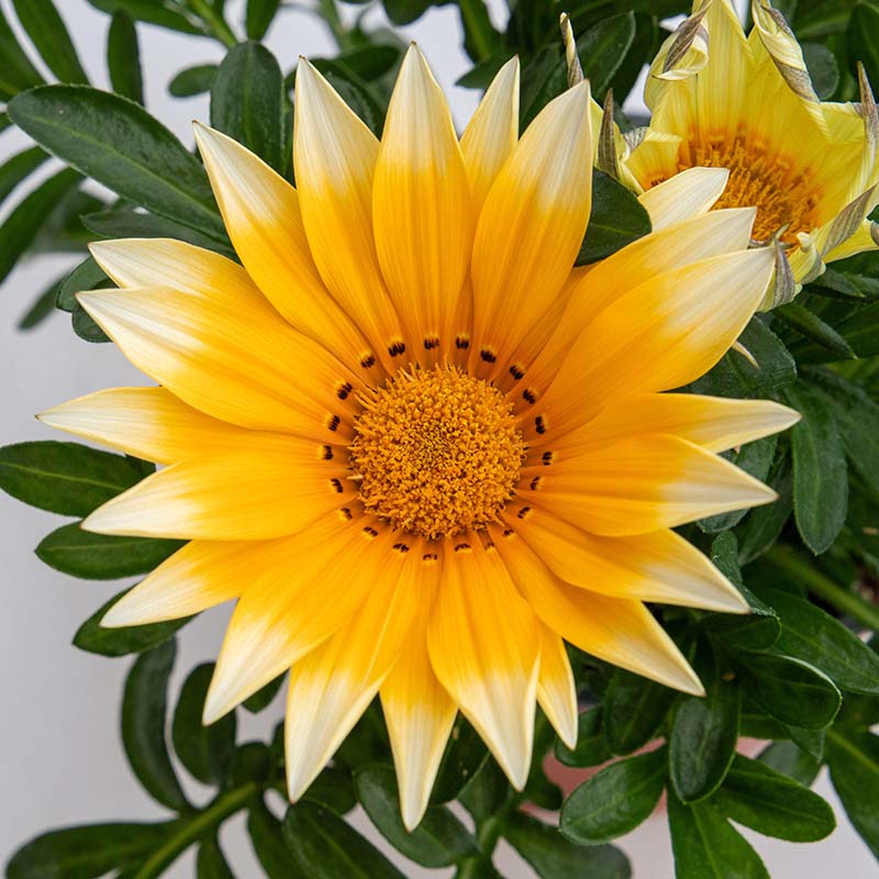 Gazania Zany Sunny-Side Up F1 Seed
