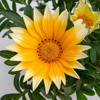 Gazania Zany Sunny-Side Up F1 Seed