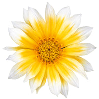 Gazania Zany Sunny-Side Up F1 Seed