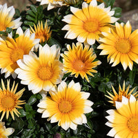 Gazania Zany Sunny-Side Up F1 Seed