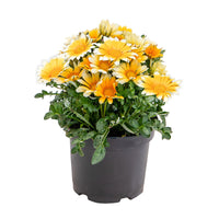 Gazania Zany Sunny-Side Up F1 Seed