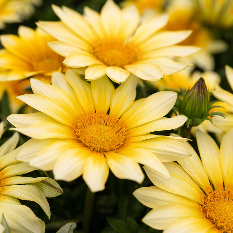 Gazania Zany Sunny-Side Up F1 Seed