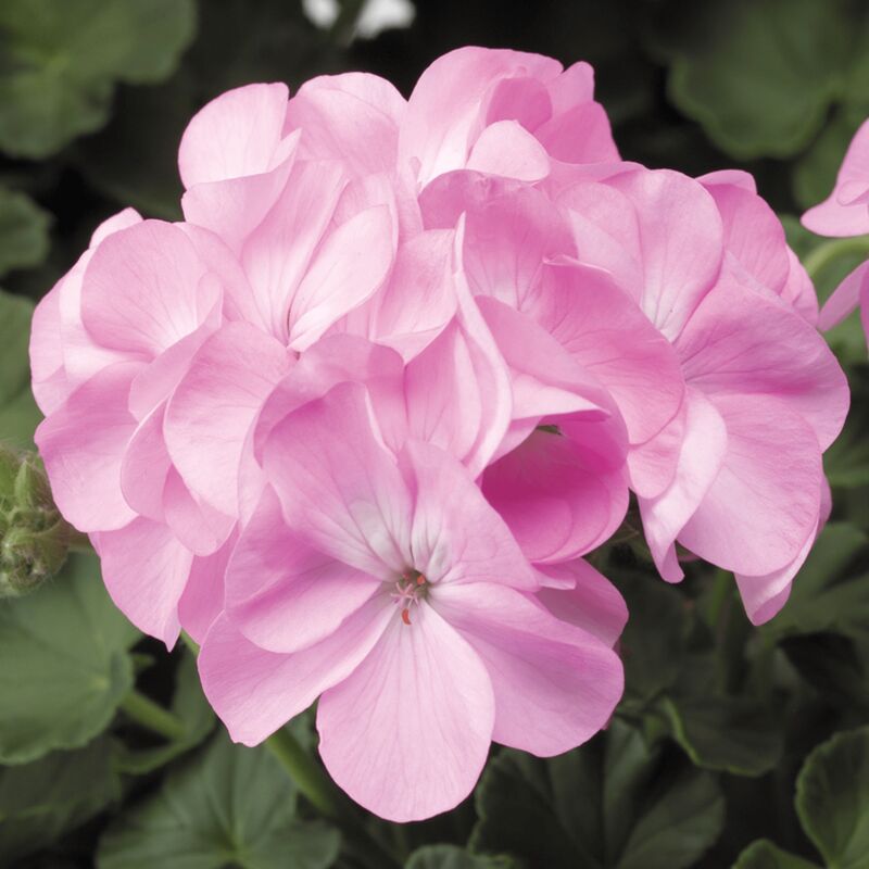 Geranium Pinto Premium Lavender F1 Seeds