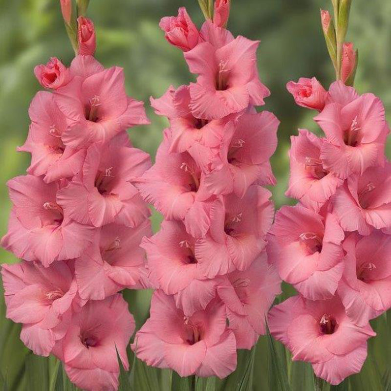 Gladiolus Fotarosa Corms