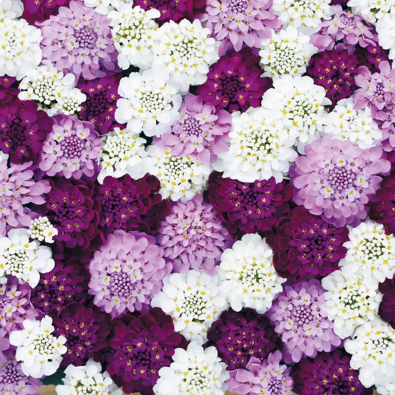 Iberis Confetti Seed